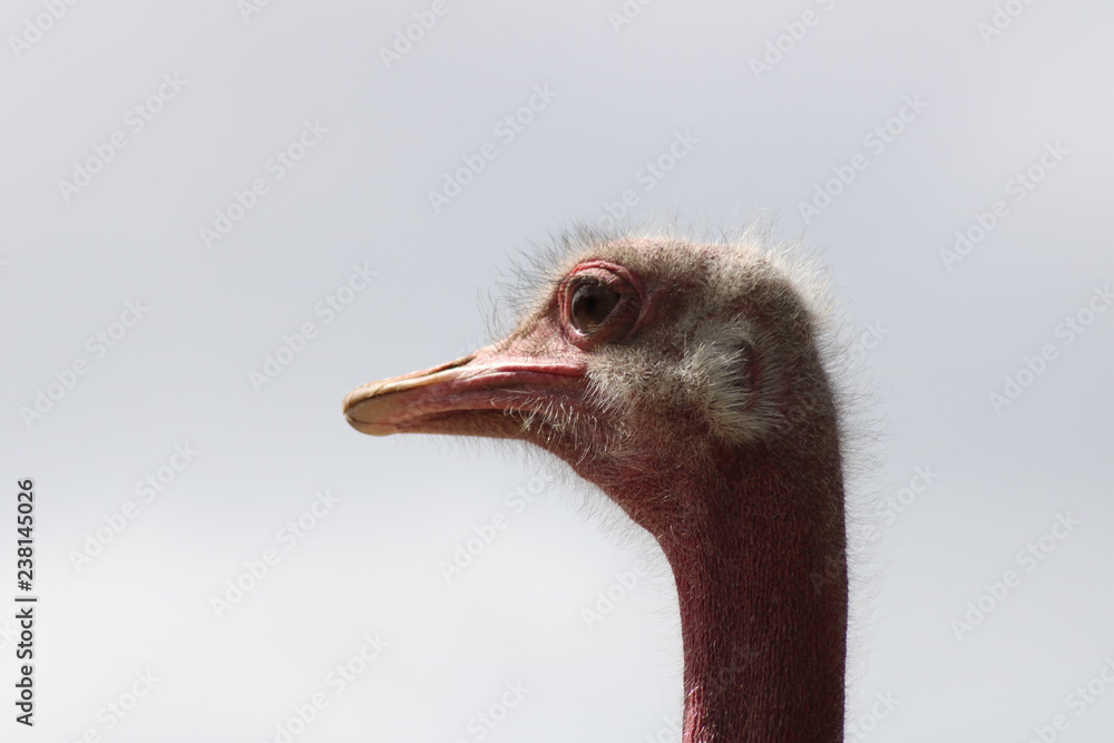 Fototapeta premium Vogel Strauß