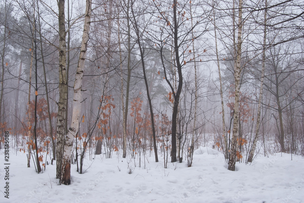 Fototapeta premium Winter forest and fog. Beautiful winter landscape with fog. Trees in the fog. Winter fog in the forest.
