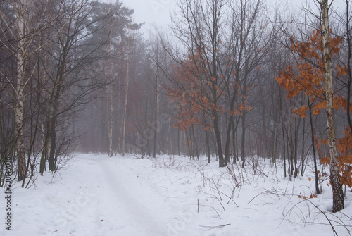Winter forest and fog. Beautiful winter landscape with fog. Trees in the fog. Winter fog in the forest. © miroshnikserg