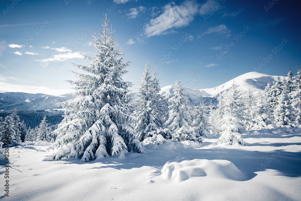 Scenic image of frozen fir trees. Location Carpathian mountains, Ukraine, Europe.