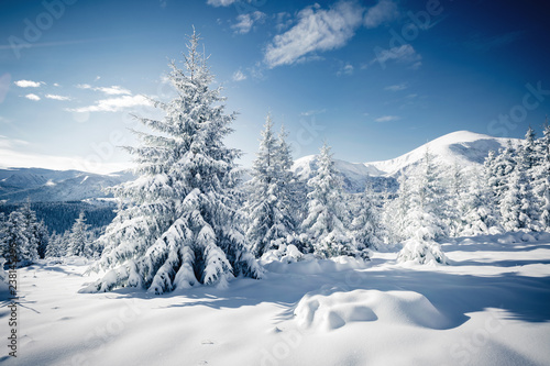 Scenic image of frozen fir trees. Location Carpathian mountains, Ukraine, Europe. © Leonid Tit