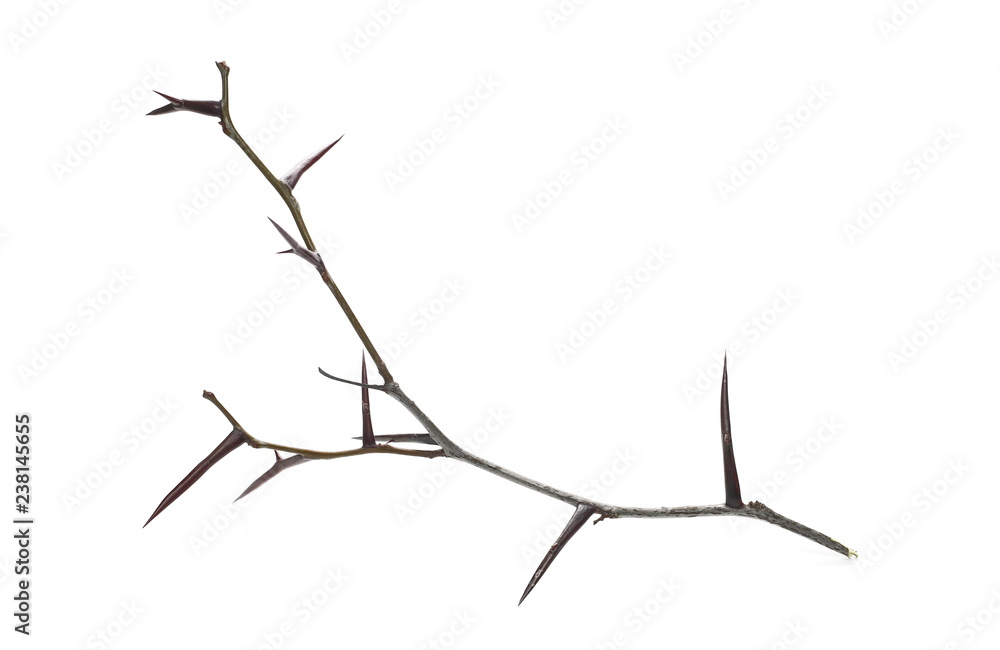 Fototapeta premium Acacia tree branch with thorns isolated on white background