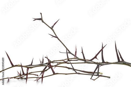 Acacia tree branch with thorns isolated on white background photo