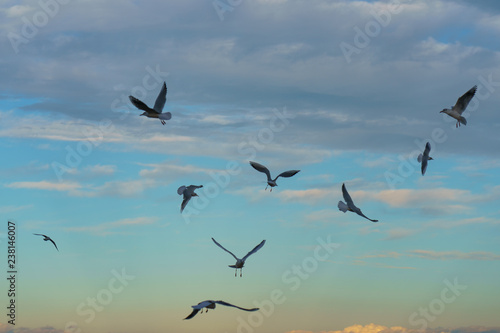 Seagulls flying in the sky © Yury and Tanya