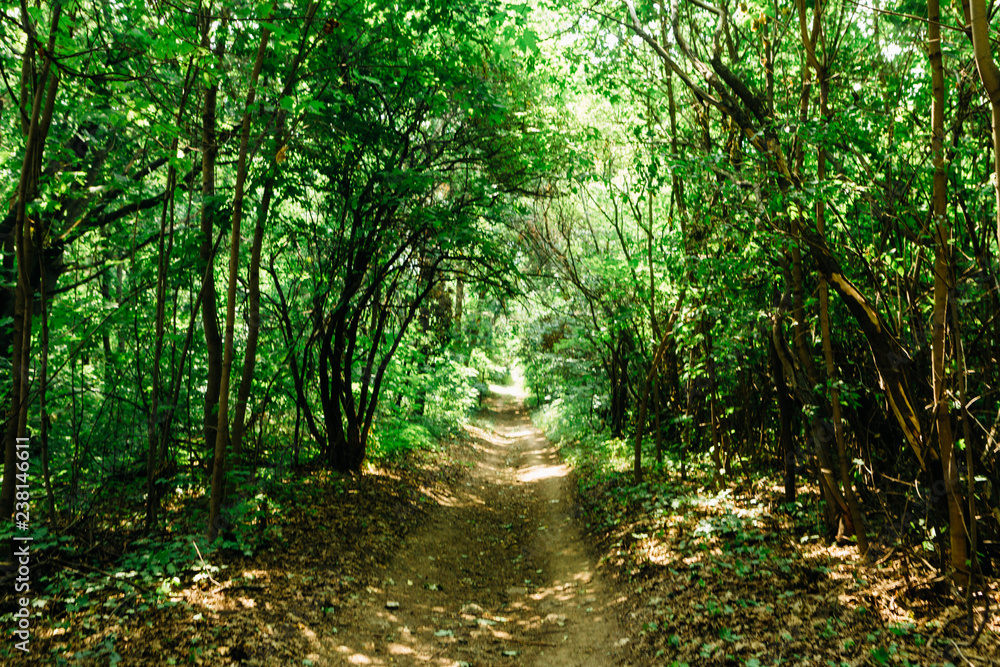 green trees in the forest in the sunlight green trees in the forest in the sunlight