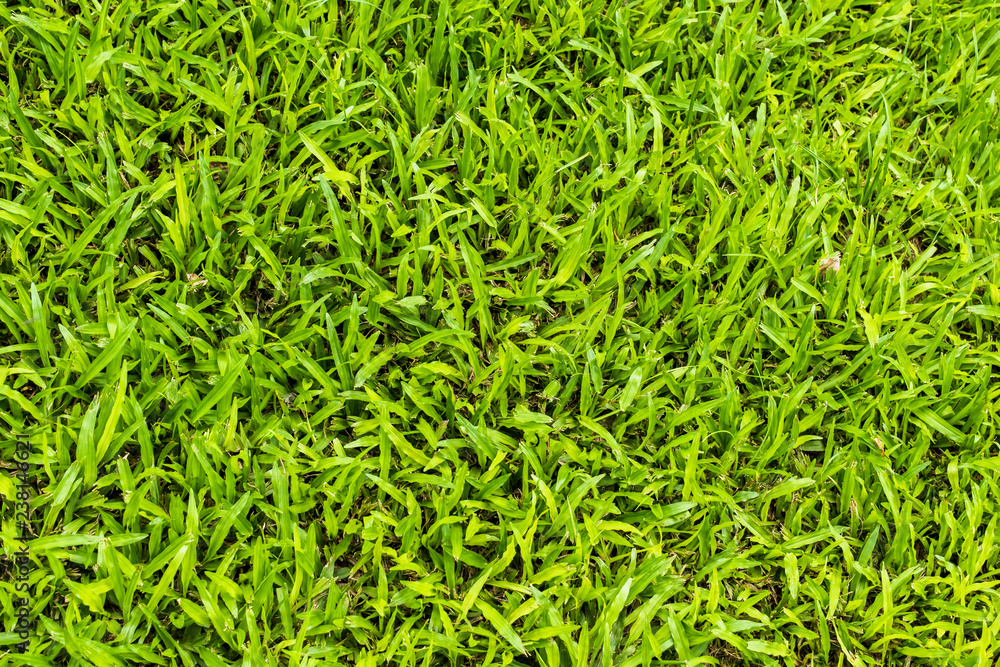 background of green grass background of green grass