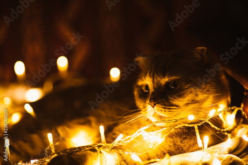 Scottish cat with Christmas lights on sofa