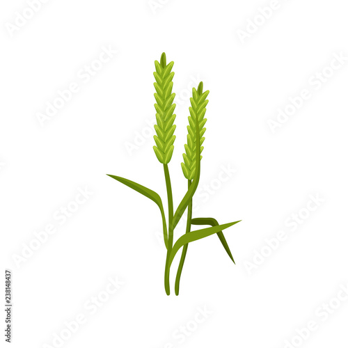 Two spikelets of barley with green leaves. Cereal plant. Agricultural crop. Harvest theme. Flat vector design