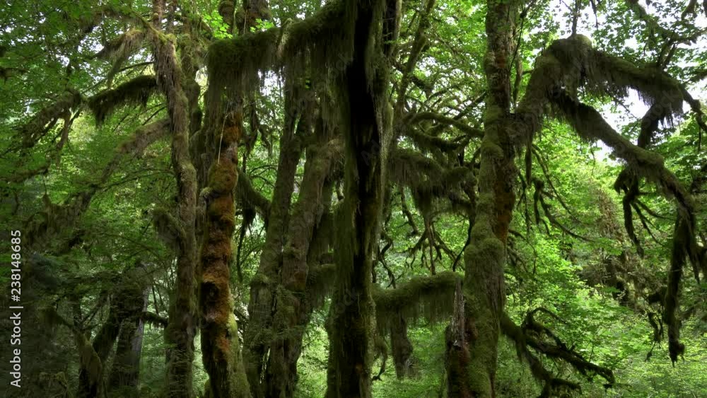 tilt down shot of bigleaf maple trees on hall of mosses trail at hoh rain forest in the olympic national park of the us pacific northwest tilt down shot of bigleaf maple trees on hall of mosses trail at hoh rain forest in the olympic national park of the us pacific northwest