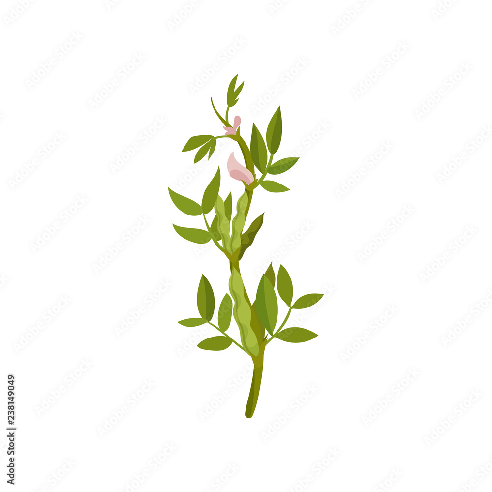 Obraz premium Bush of flowering lentils with green pods and leaves. Agricultural crop. Leguminous plant. Flat vector icon