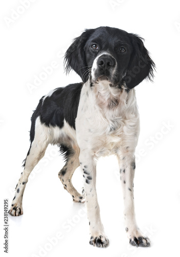 Fototapeta Naklejka Na Ścianę i Meble -  brittany dog in studio