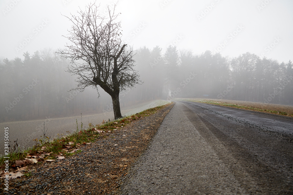 Fototapeta premium foggy tree autumn road sun light scenic