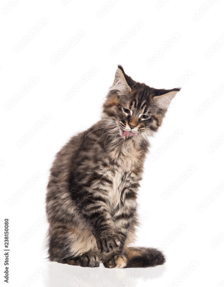 Obraz premium Maine Coon kitten