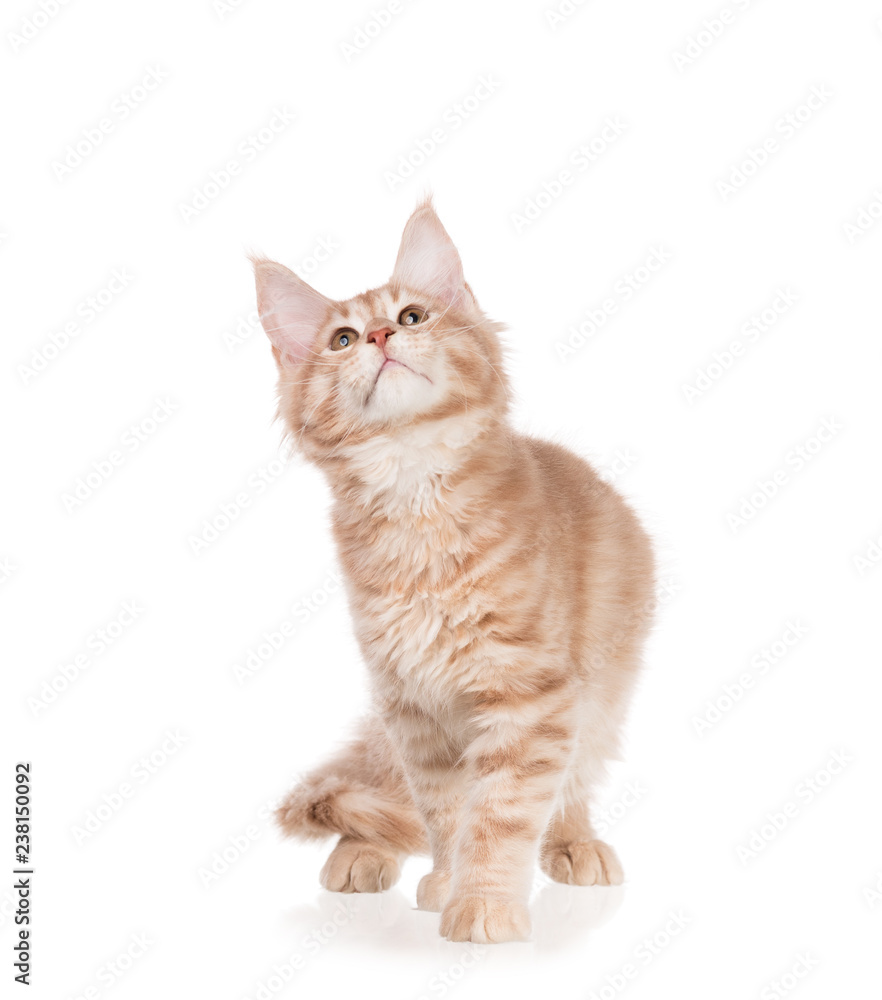 Obraz premium Kociak Maine Coon