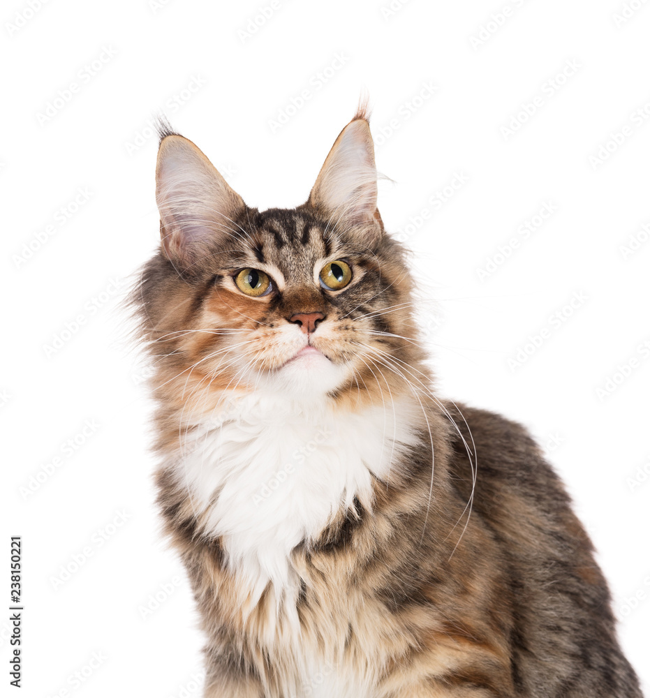 Maine Coon kitten Maine Coon kitten