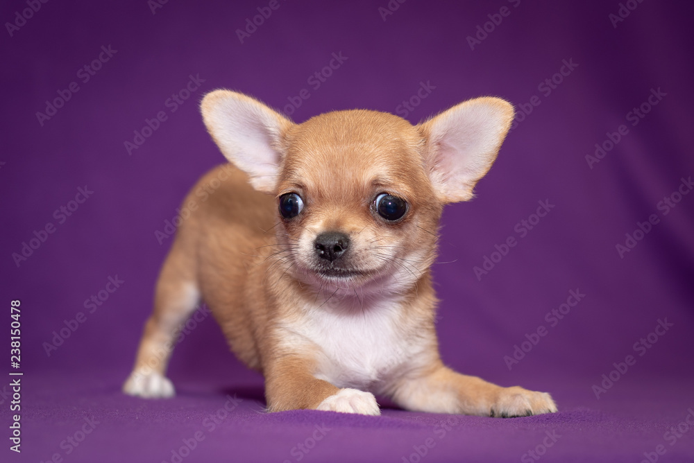 Chihuahua small puppy on a purple background.