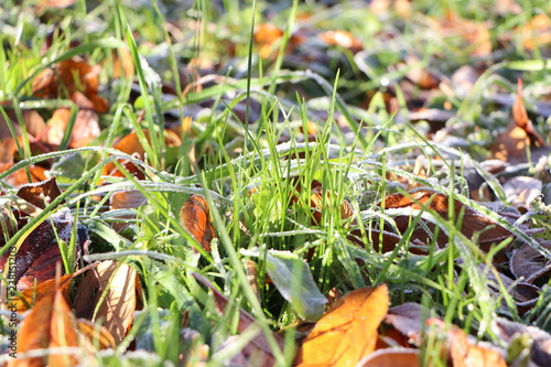 grass and fallen leaves in the frost on a sunny morning