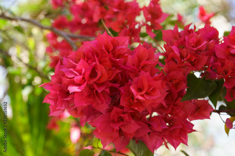 Macro image of the blooming south Bougainvillea tree branch