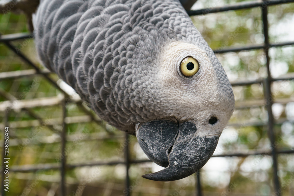 Obraz premium Portrait of the african grey parrot