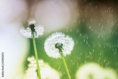 white fluffy dandelion flowers on the meadow under the summer rain . A joyous light-hearted mood. Soft selective focus.
