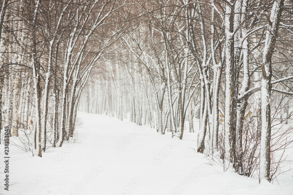 Snowy tunnel among tree branches in parkland close up. Snowy white background with alley in grove. Path among winter trees with hoarfrost during snowfall. Fall of snow. Atmospheric winter landscape. Snowy tunnel among tree branches in parkland close up. Snowy white background with alley in grove. Path among winter trees with hoarfrost during snowfall. Fall of snow. Atmospheric winter landscape.
