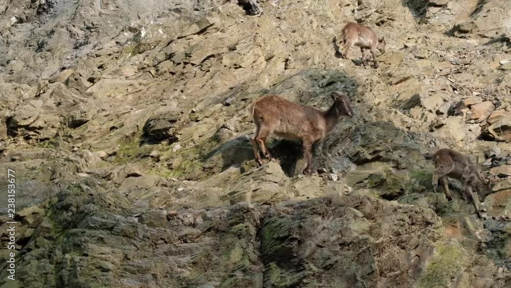 group of dark brown himalayan tahr on the rock hill. walking to find food. group of dark brown himalayan tahr on the rock hill. walking to find food.