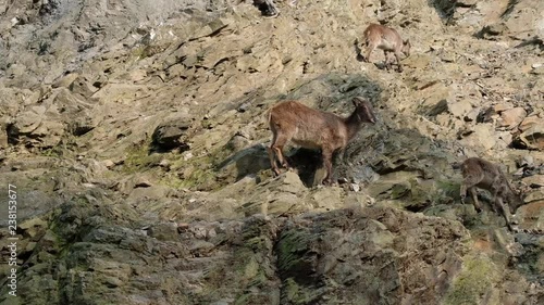 group of dark brown himalayan tahr on the rock hill. walking to find food. photo