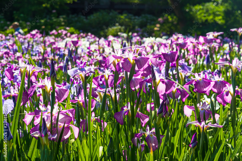 菖蒲園の花　日本の風景