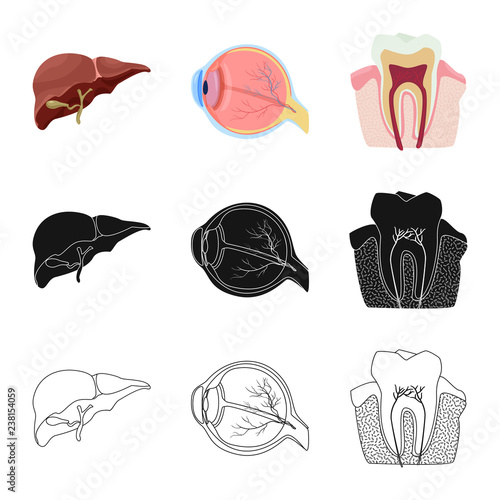 Vector illustration of body and human icon. Collection of body and medical stock symbol for web.