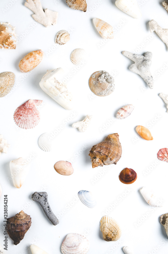 Seashells on white background Seashells on white background