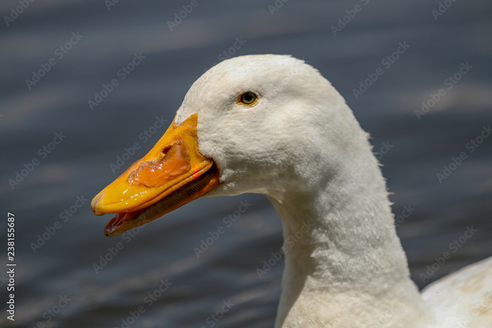 Portrait of a goose