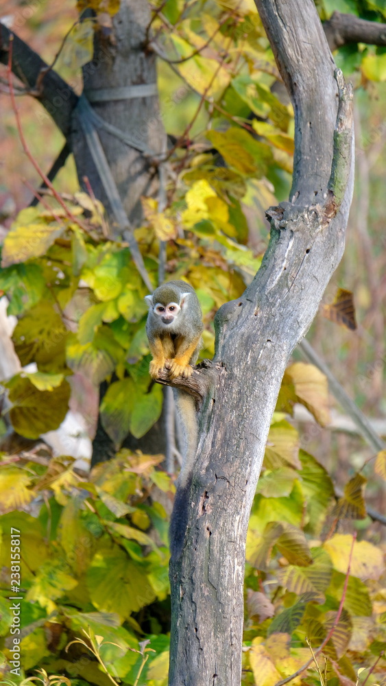 Common squirrel monkey sit on the branch tree. It is a small New World monkey of the family Cebidae, native to the tropical areas of South America. Common squirrel monkey sit on the branch tree. It is a small New World monkey of the family Cebidae, native to the tropical areas of South America.