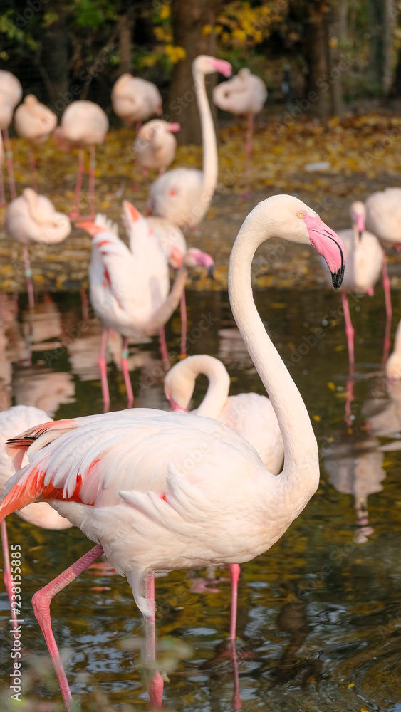 greater flamingo standing in the river. It i the most widespread and largest species of the flamingo family. It is found in Africa, on the Indian subcontinent, in the Middle East, and in southern Euro greater flamingo standing in the river. It i the most widespread and largest species of the flamingo family. It is found in Africa, on the Indian subcontinent, in the Middle East, and in southern Euro