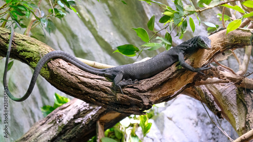 black tree monitor, Beccari's monitor, Varanus beccarii, hang on the branch tree. It is a species of lizard in the family Varanidae, The skin color of adults is completely black photo