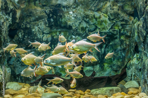 School of Barbodes gonionotus in aquarium fish tank. It is also known as Albino silver barb. © joeyphoto