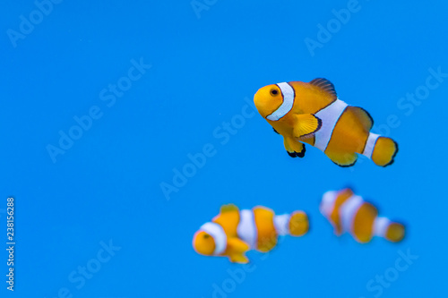 Shoal of Amphiprion ocellaris in aquarium fish tank. It is also known as ocellaris clownfish, false percula clownfish , clown anemonefish or common clownfish.