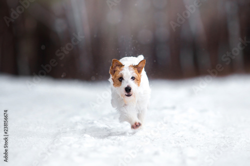 Fototapeta Naklejka Na Ścianę i Meble -  Beautiful puppy of breed Jack Russell Terrier in the winter forest