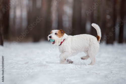 Fototapeta Naklejka Na Ścianę i Meble -  Beautiful puppy of breed Jack Russell Terrier in the winter forest