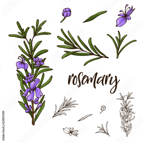 Hand drawn Basil herb. Decorative element in sketch style. Vector illustration