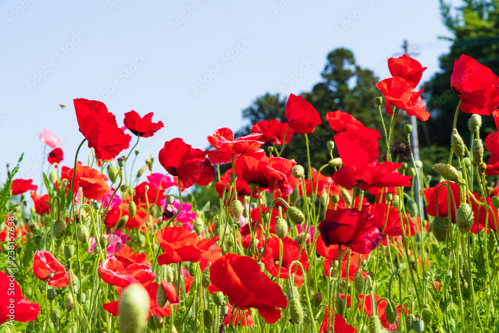 Obraz premium ポピー畑 日本の河川敷