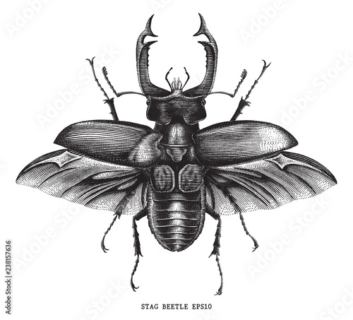 Photo Antique of insect stag beetle bug illustration engraving vintage style isolated