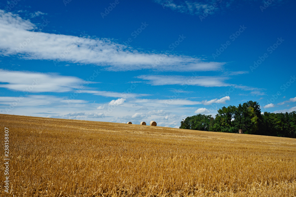 Obraz premium Weizenfeld I