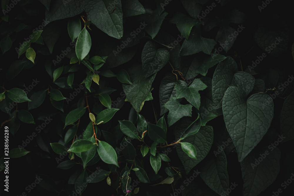 Fototapeta premium Blur closed up green leaf background.