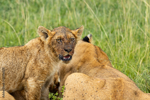 Fototapeta Naklejka Na Ścianę i Meble -  Bloody muzzle of a lion cub