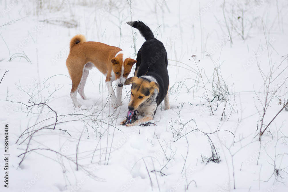 Naked basenji dog playing with other dog on a snow covered ground at winter season