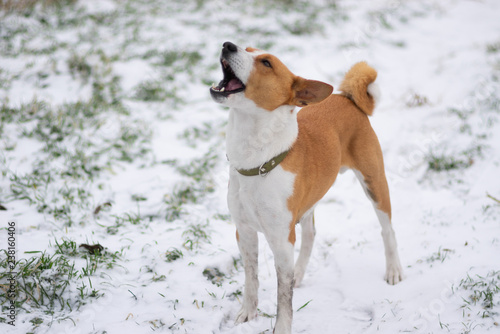 Portrait of brave Basenji dog standing on a snow covered ground and screaming to heavens - Africa, where are you, my warm fatherland?