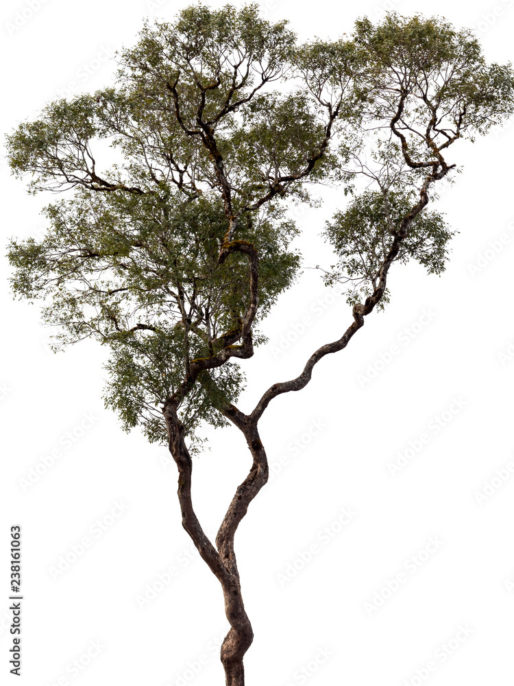 Fototapeta premium Isolated tree and white background.
