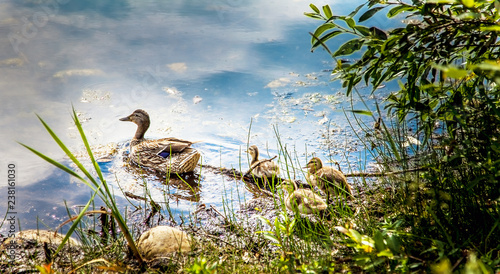 Wild duck with chicks in Muscoseepi Park Grande Prairie Alberta photo