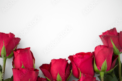 flowers  valentines day and holidays concept - close up of red roses on white background