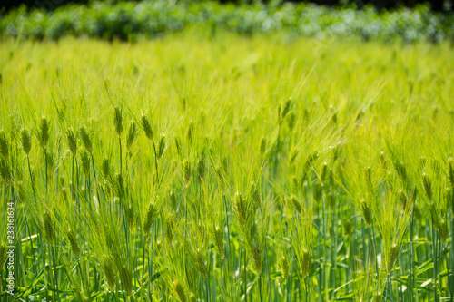 麦畑 © kamichou